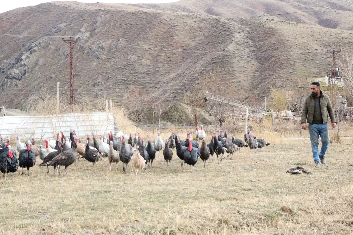 Hakkari’de Yılbaşı İçin Hindi Satışı Başladı